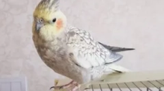 Колку koroell parrot живее дома